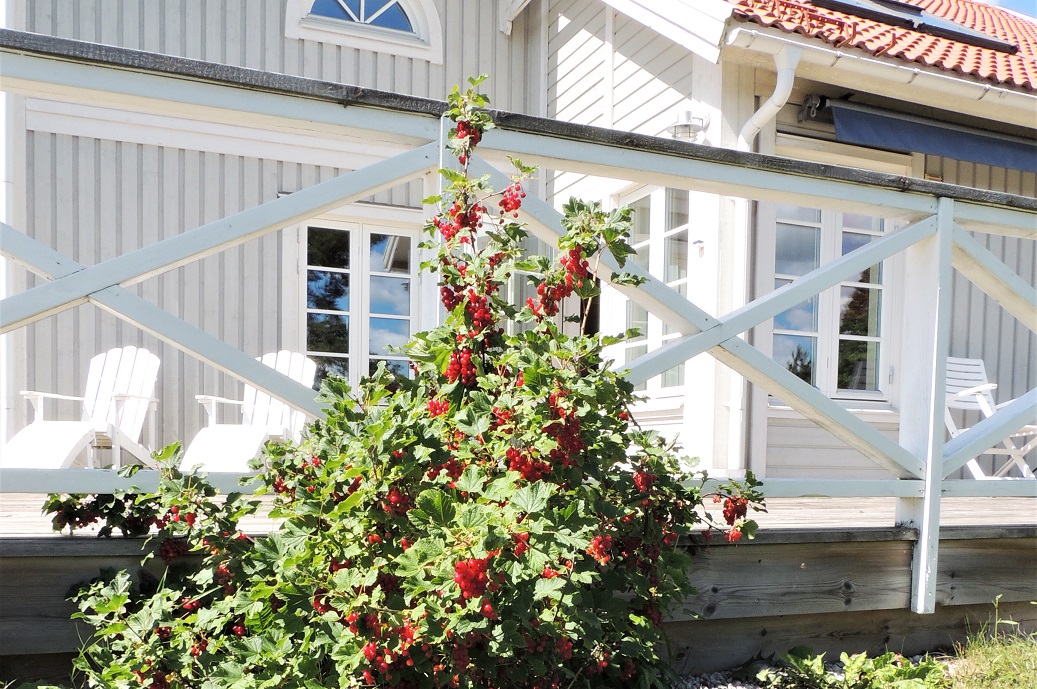 Boka 2019 - Stor villa i natursköna Follingbo knappt 8 km utanför ringmuren