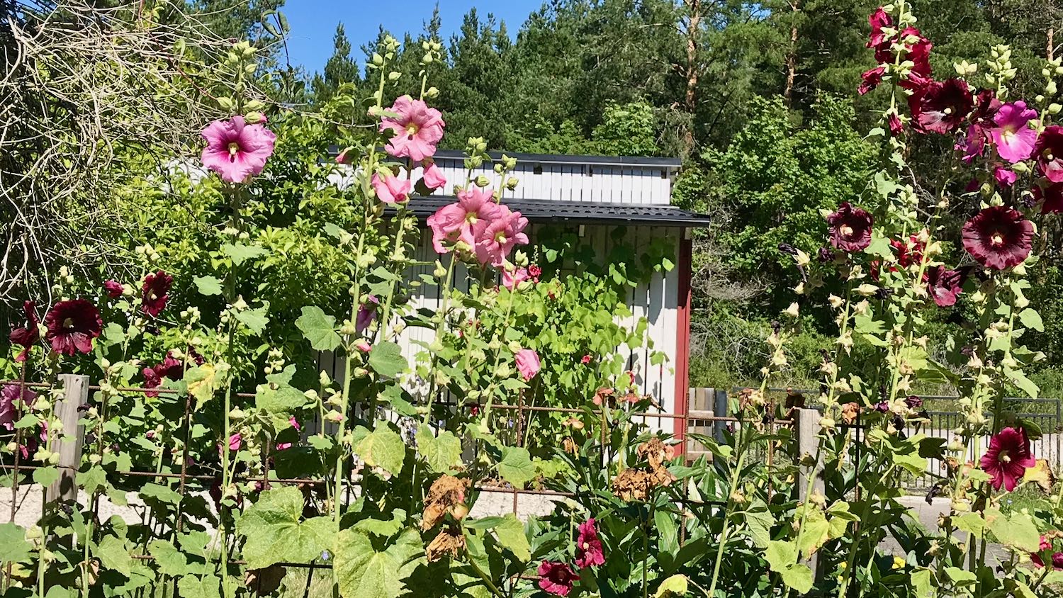 Boka 2026 - Sommaridyll i Brisund, 9 km från Almedalen och Visby,